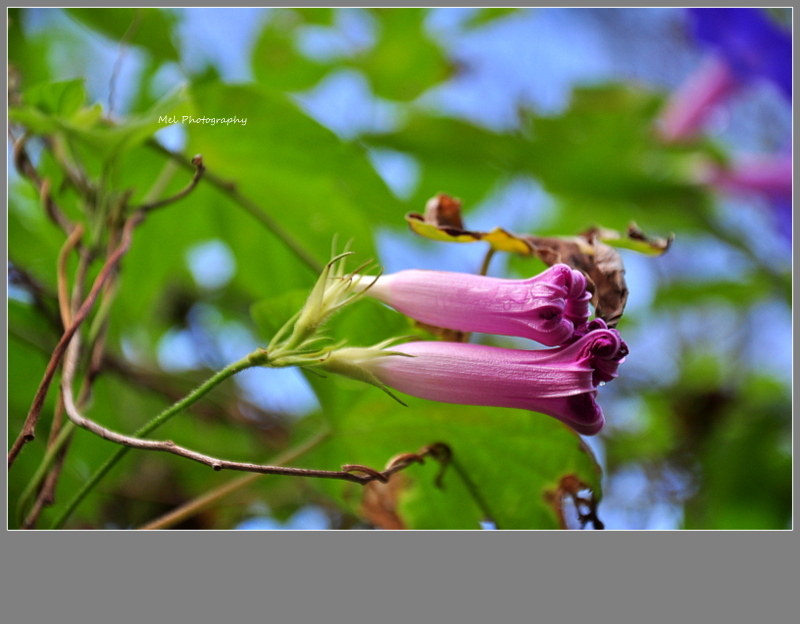 牵牛花枯萎的样子图片