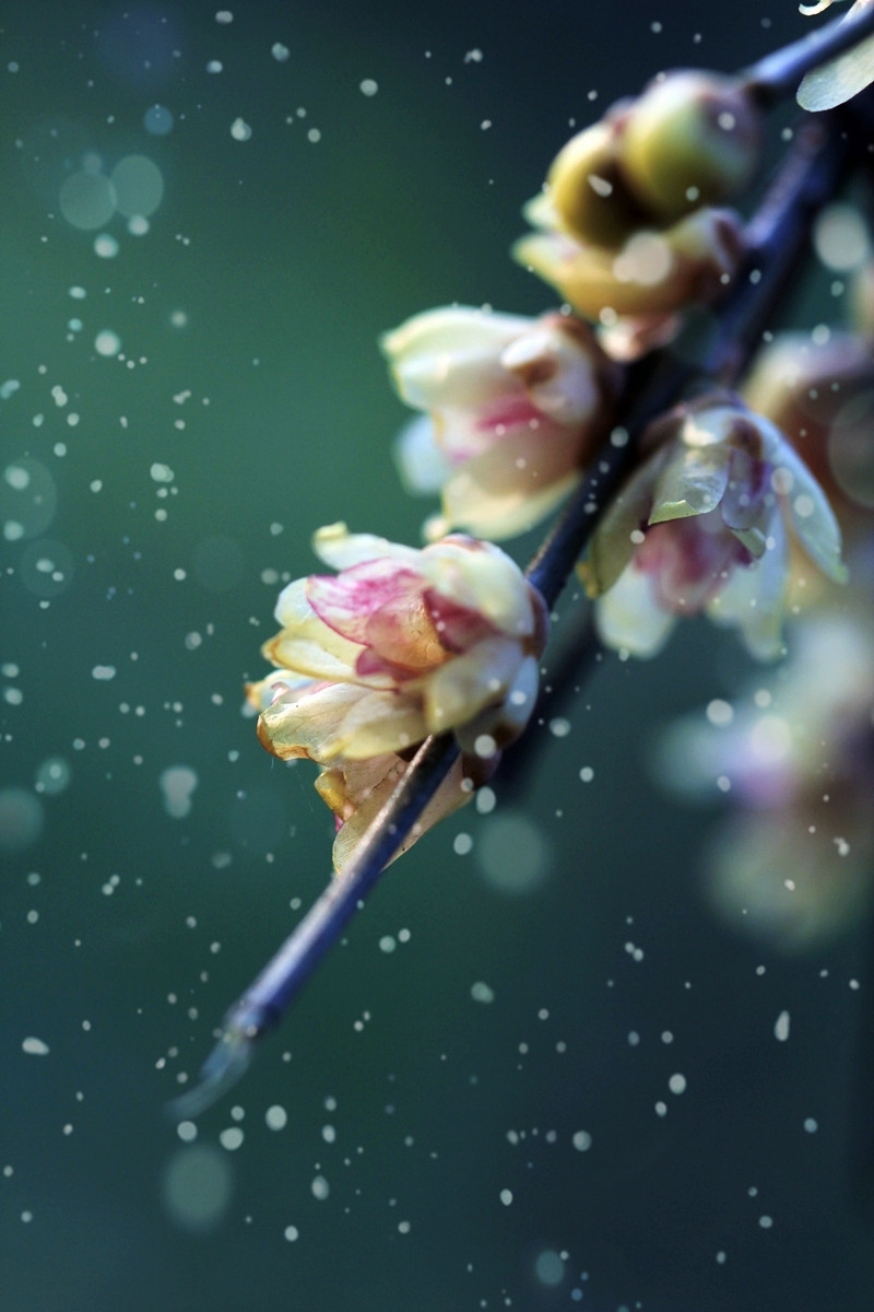 雪梅傲骨