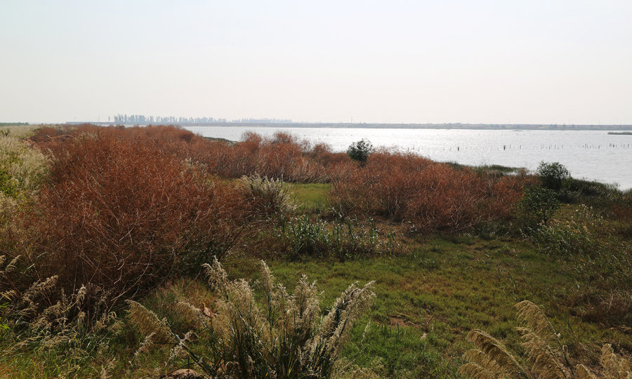 银湖湾湿地冬景
