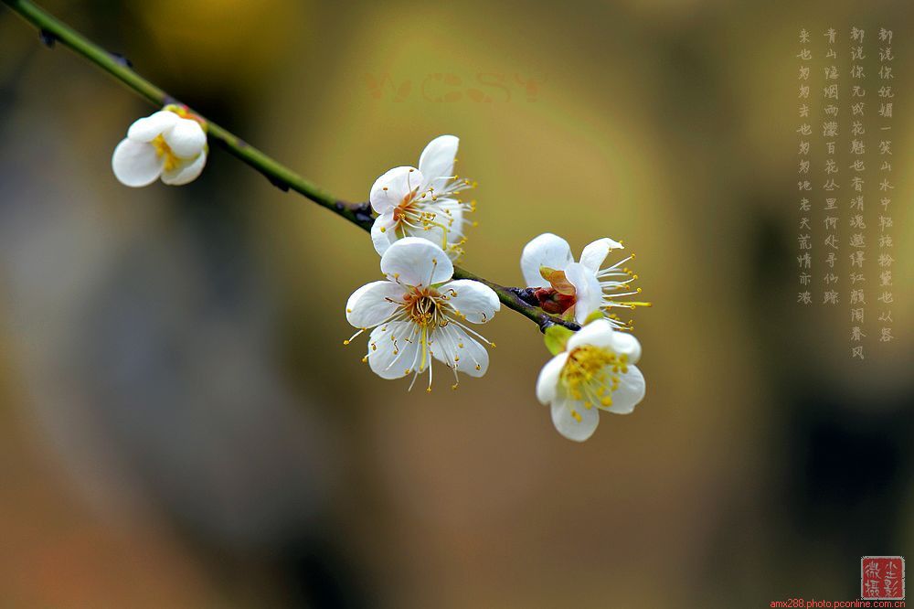 梅花魂