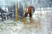 [雪]－雪中頌馬