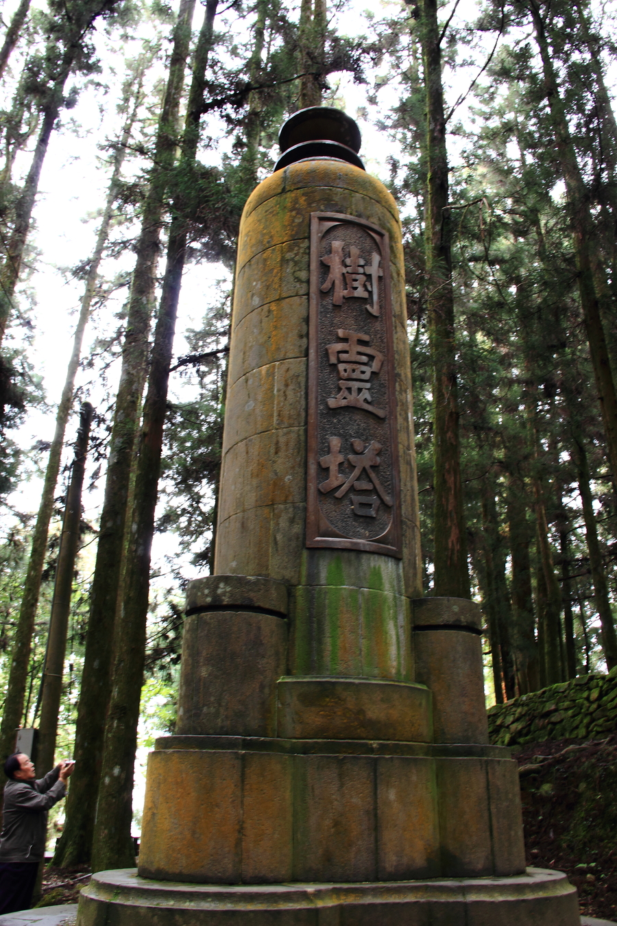 阿里山神木