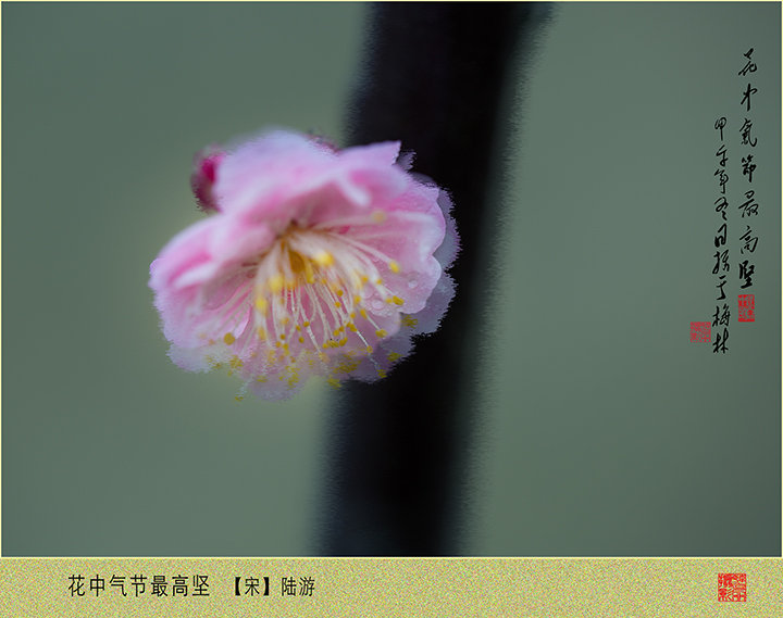 梅林探梅
