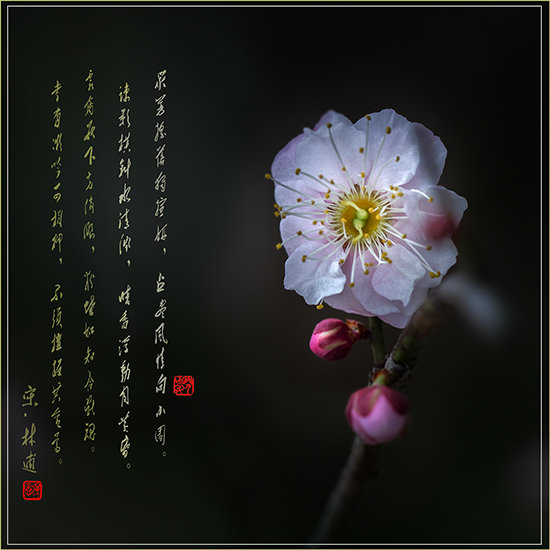 梅林探梅