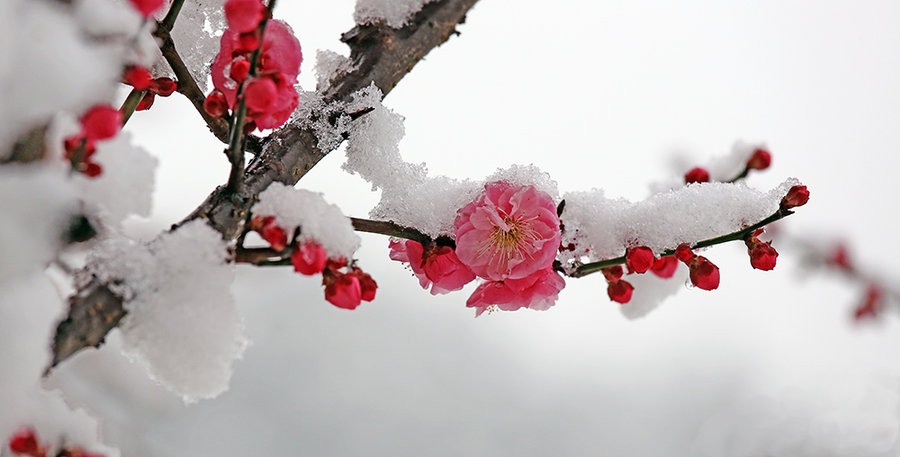 冬天踏雪寻梅图片大全图片