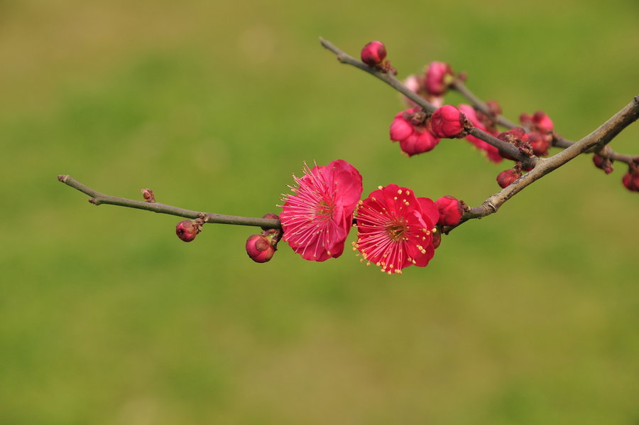 橘子洲梅花綻放 (共 2 p)