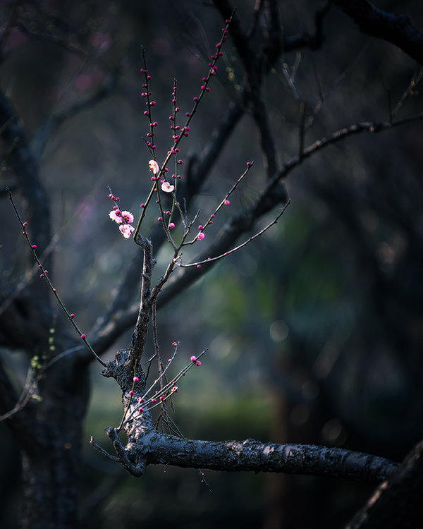 梅树摄影图片