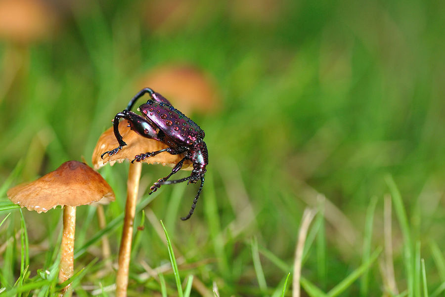紫金甲昆虫图片