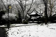 雪 。花——赏雪之二