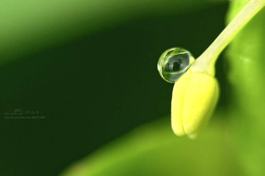 菜葉上的雨珠