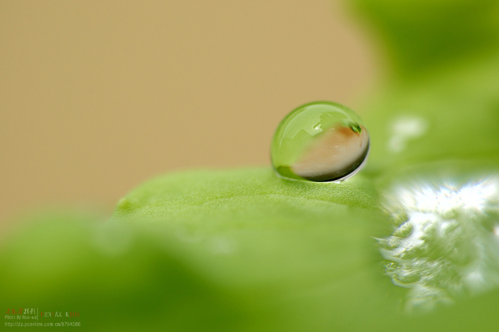 【菜葉上的雨珠攝影圖片】院子生態攝影_老樹皮的攝影博客_太平洋電腦