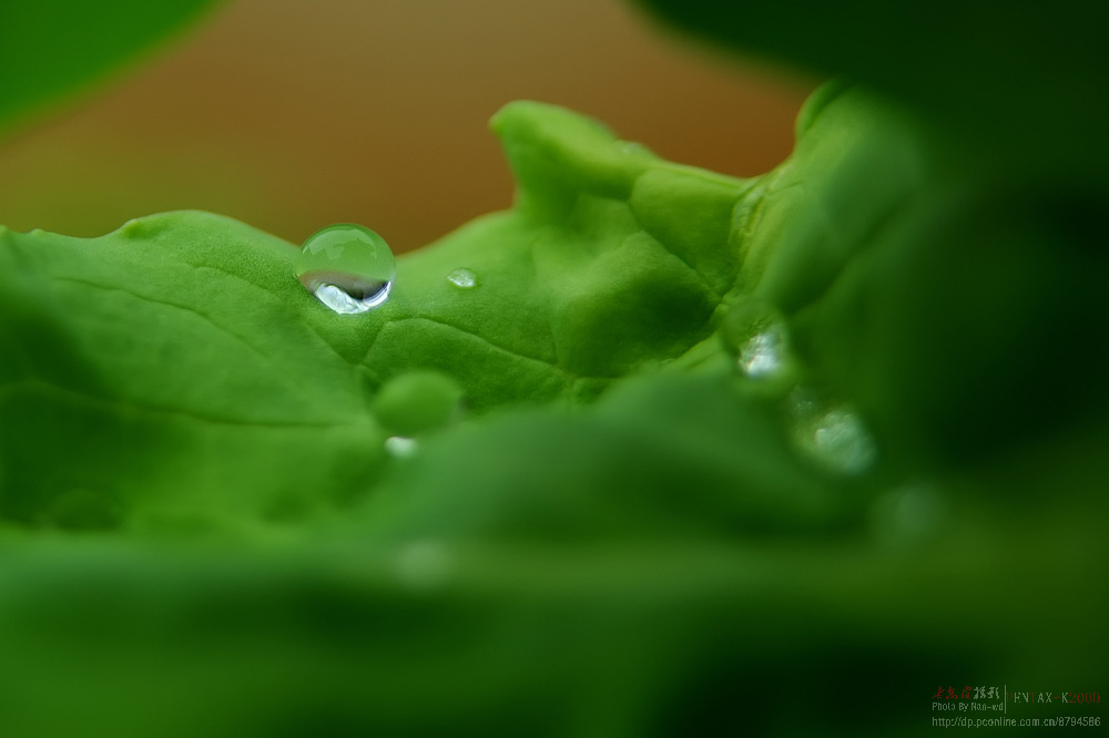 【菜葉上的雨珠攝影圖片】院子生態攝影_老樹皮的攝影博客_太平洋電腦