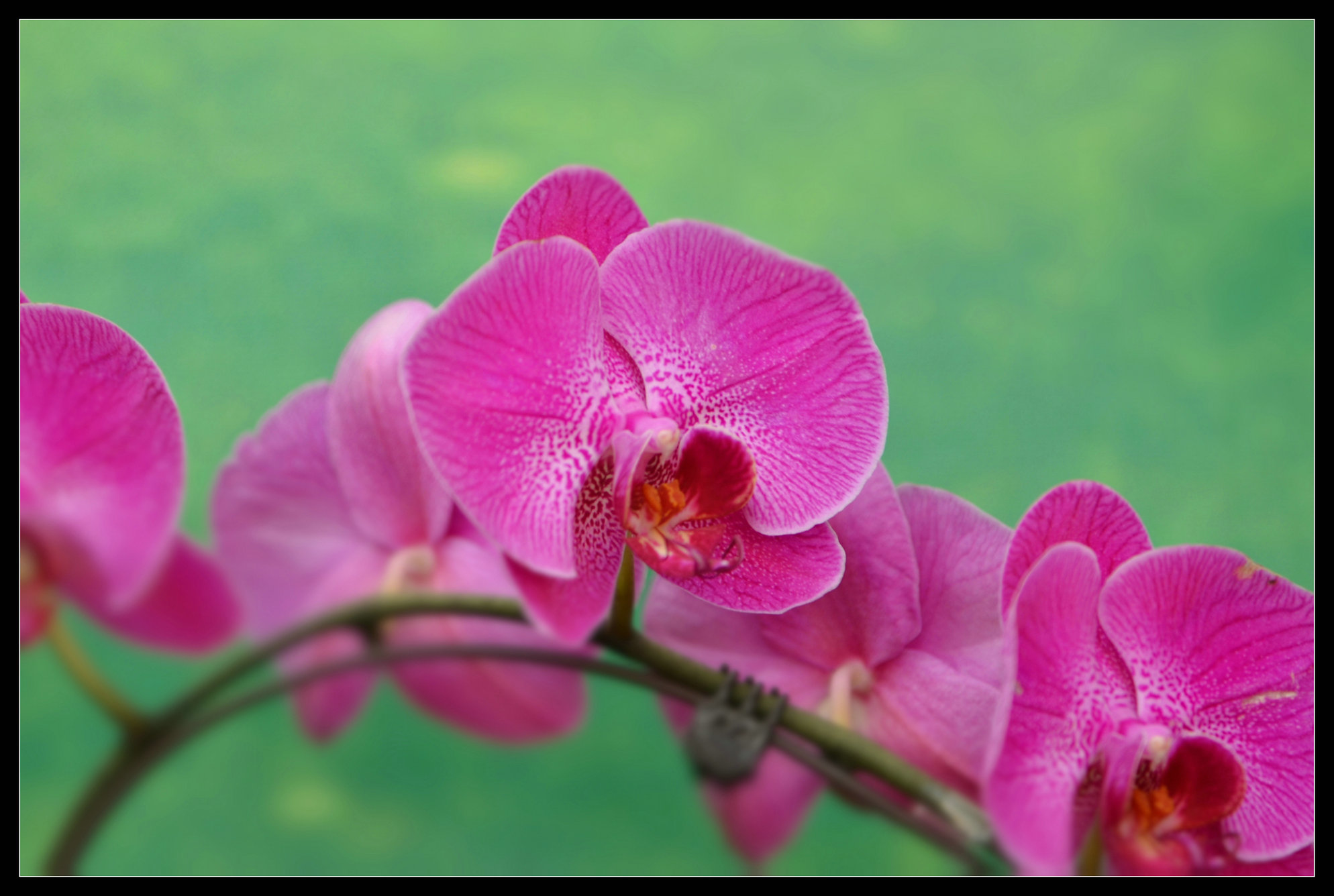 蝴蝶兰花的姿态图片