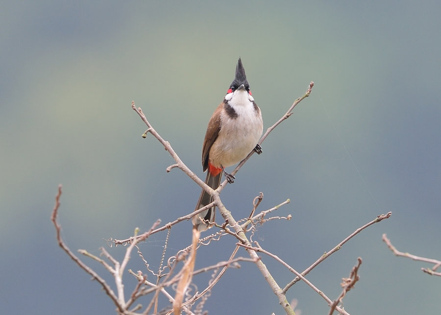 翠鳥,白鷺,高冠鳥