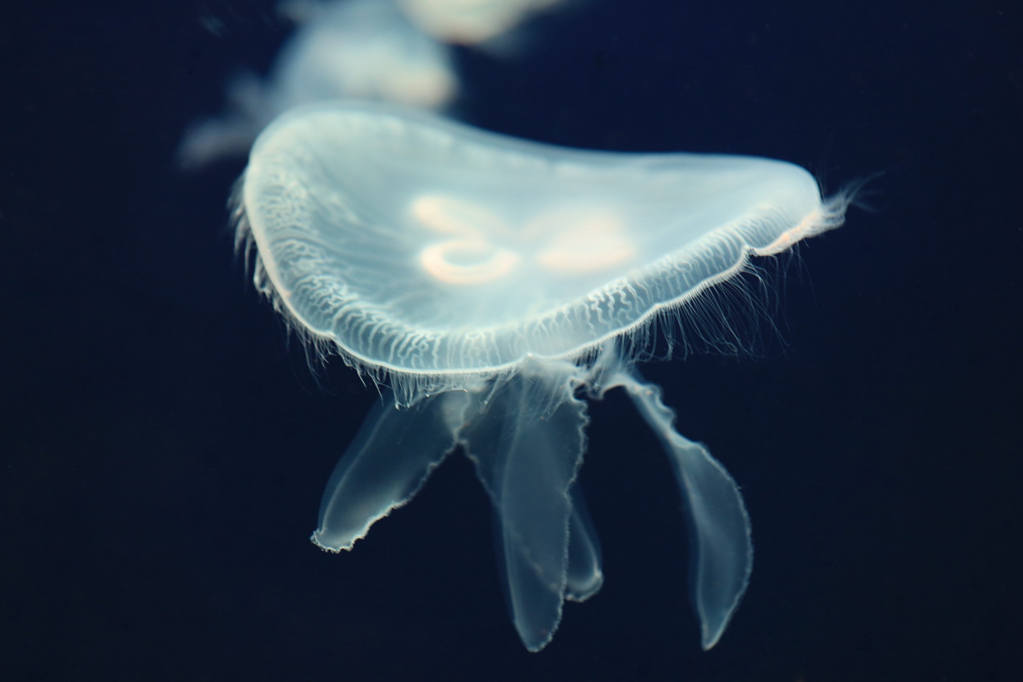 世界上最美的水母图片