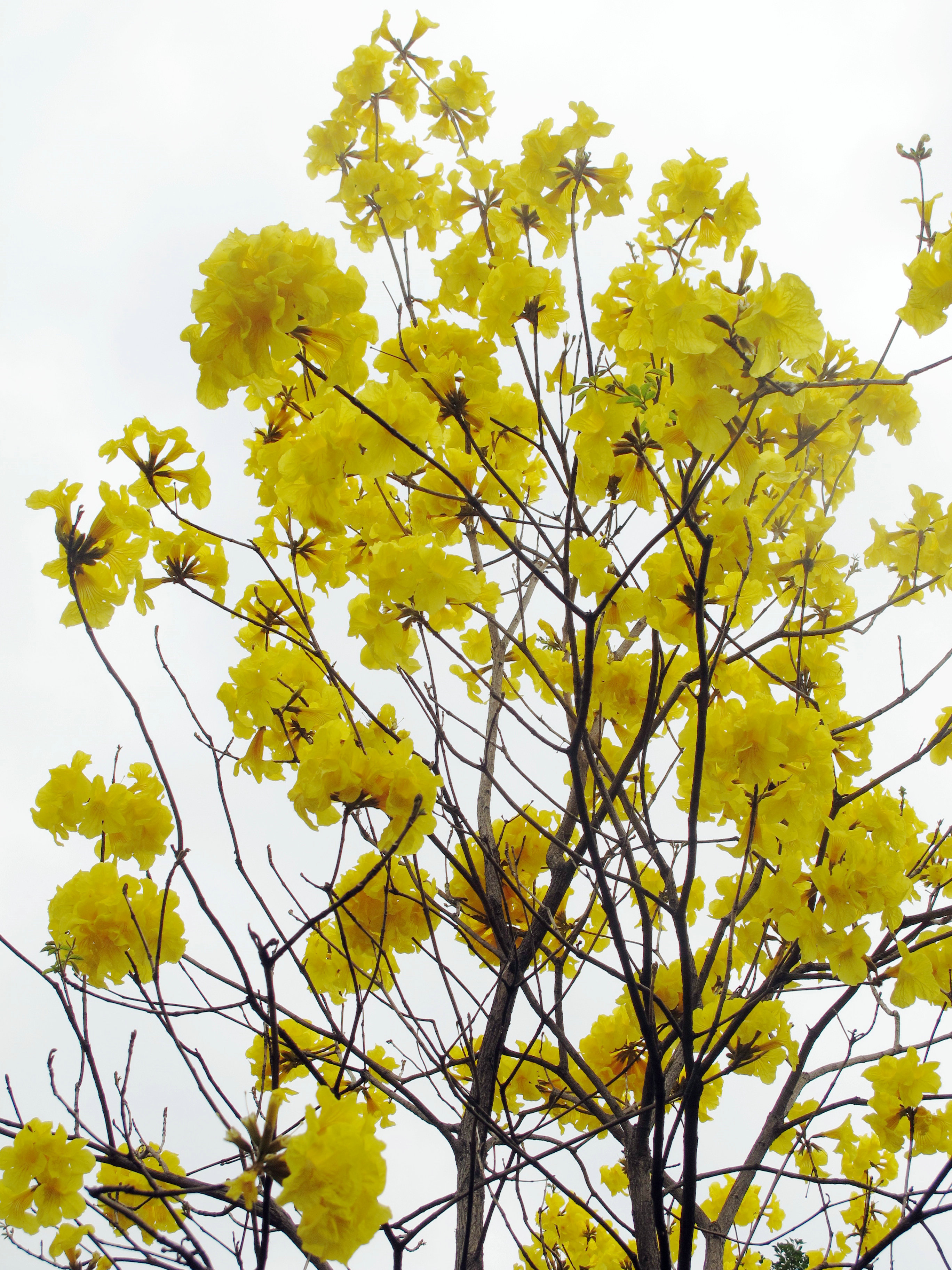 黄风铃花树图片