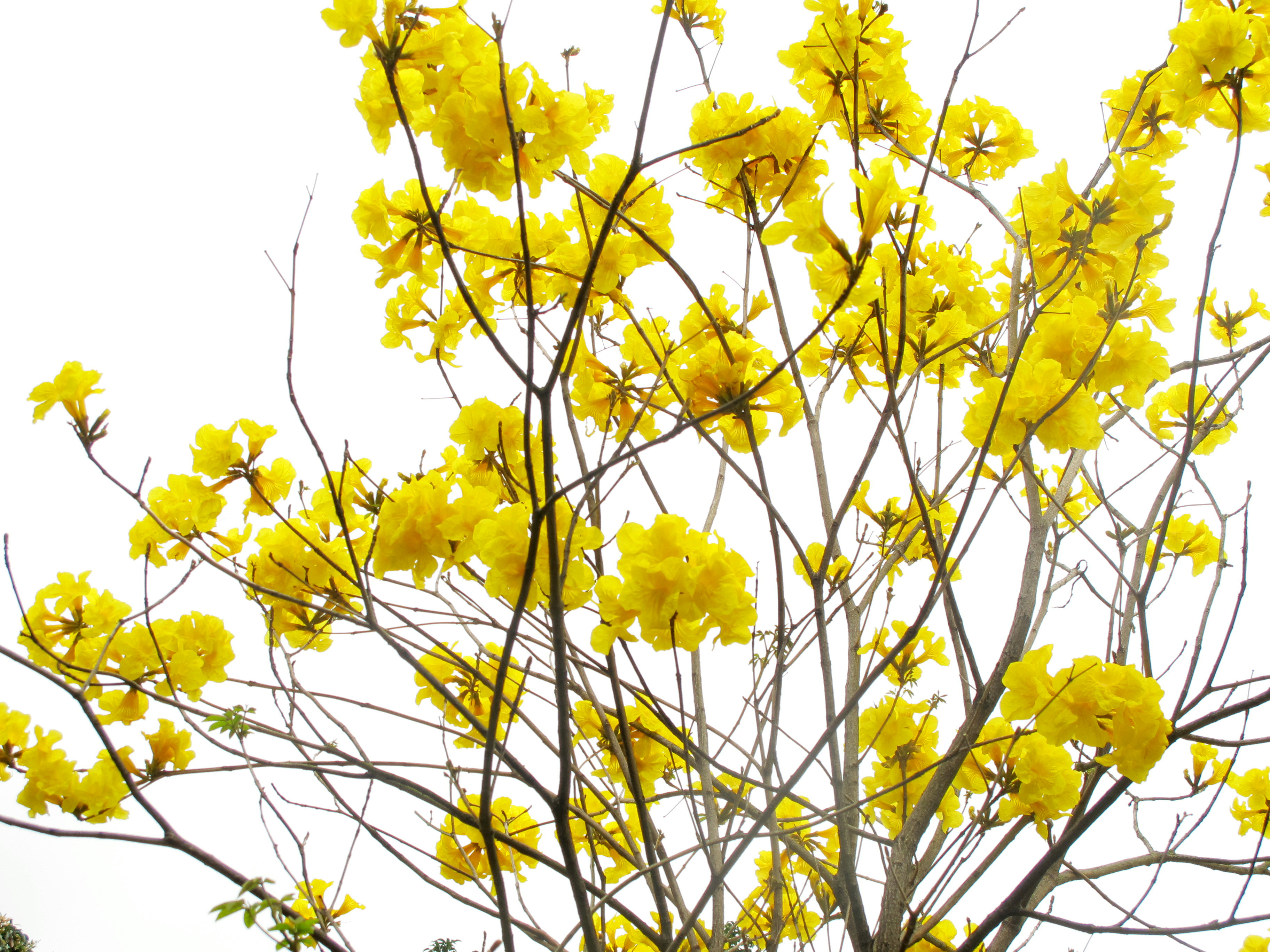 黄风铃花树图片