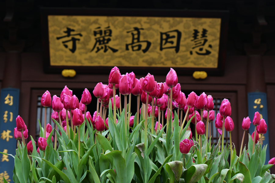 高丽寺赏花
