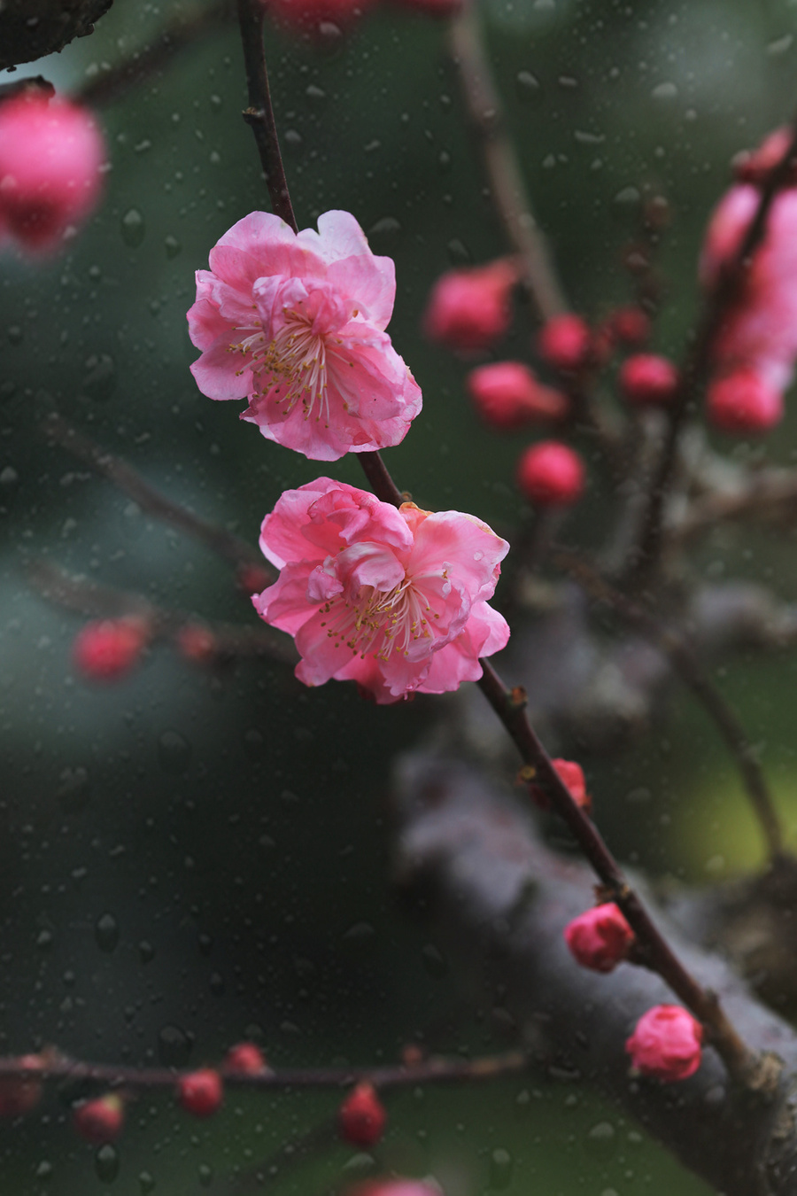 雨中的梅花摄影图片图片