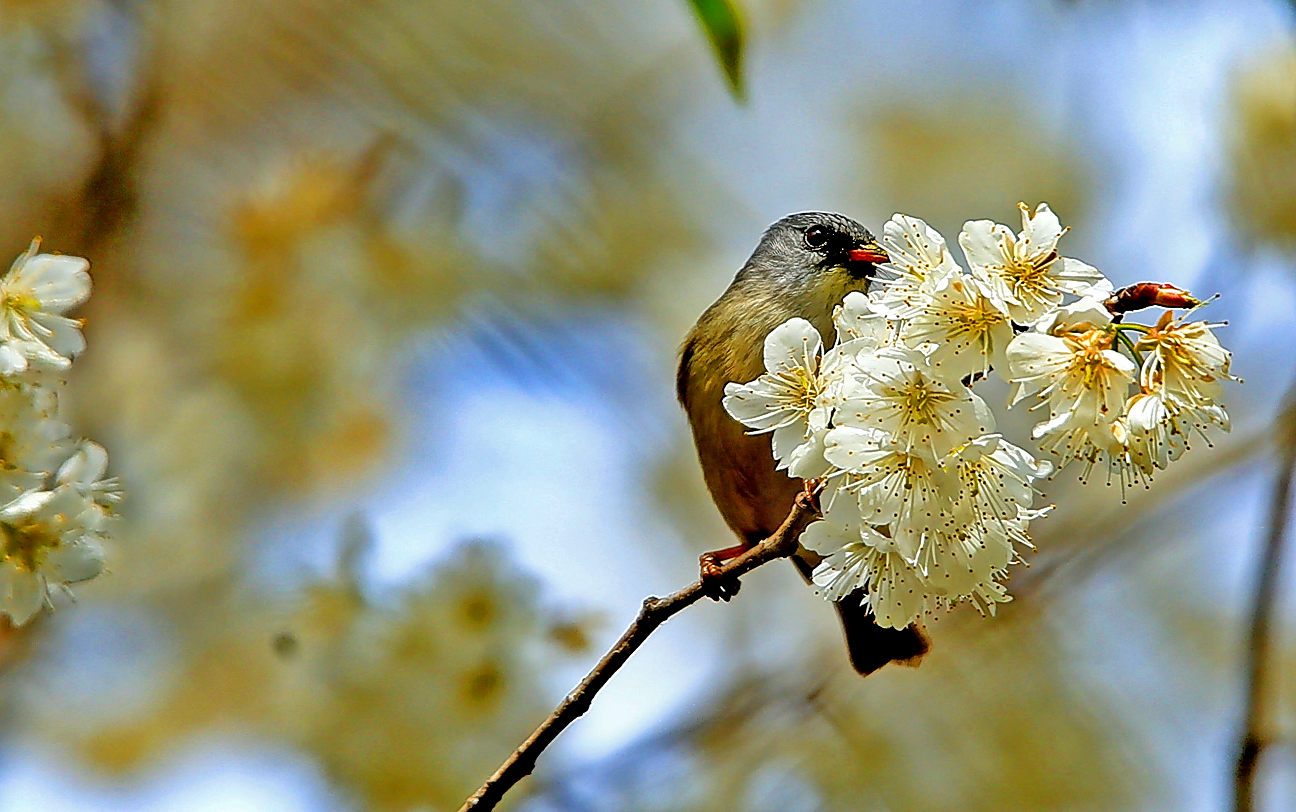 大自然鸟语花香 花朵图片