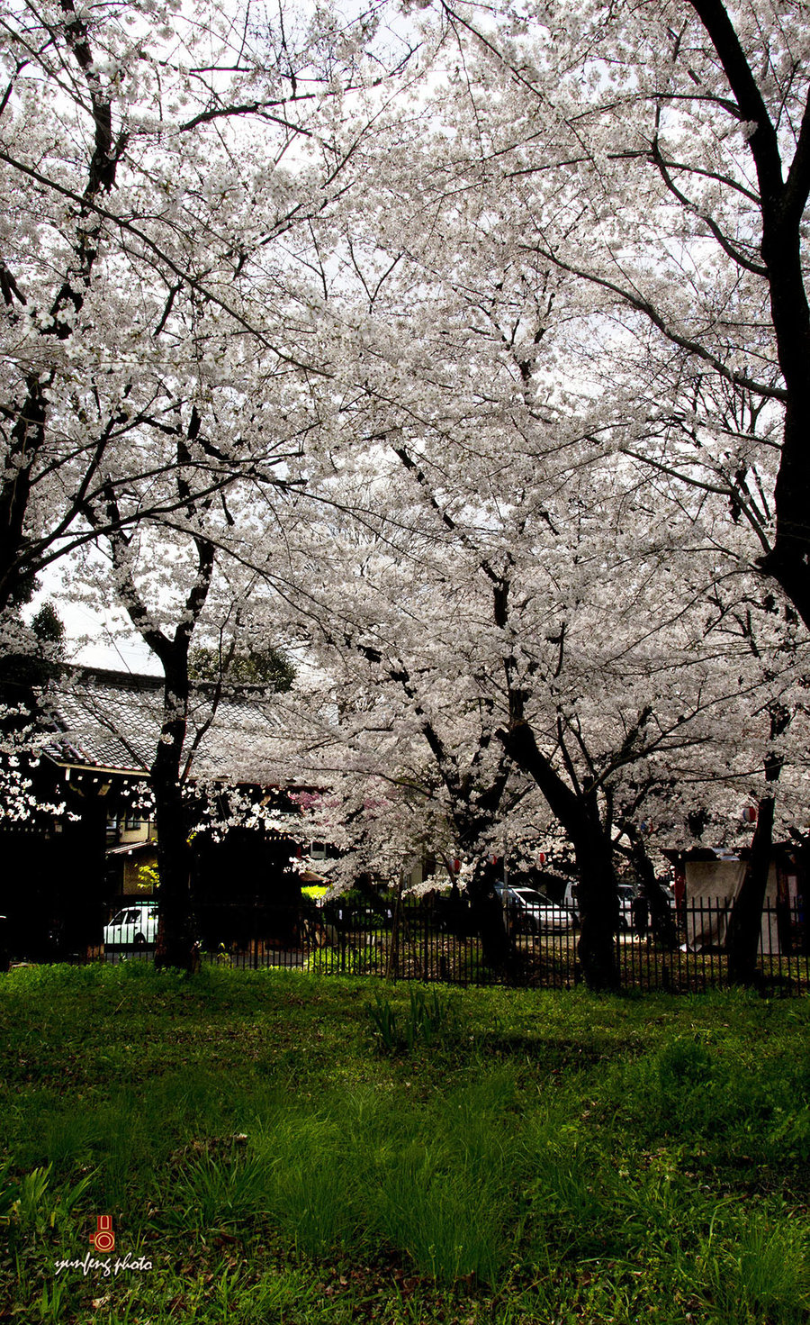 在那樱花盛开的地方—平野神社 (/)