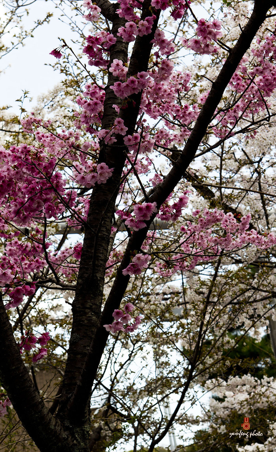 在那樱花盛开的地方—平野神社 (/)