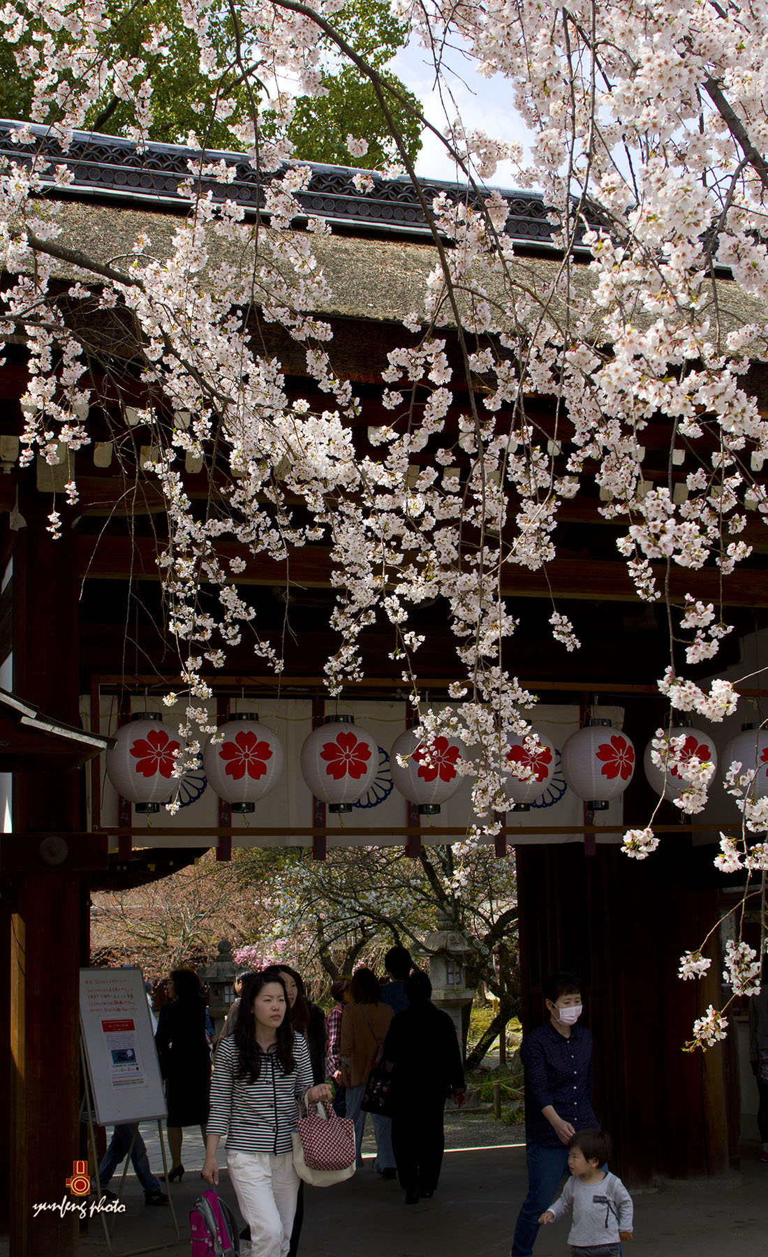 在那樱花盛开的地方—平野神社