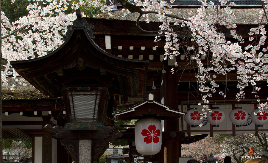 在那樱花盛开的地方—平野神社 (共p)