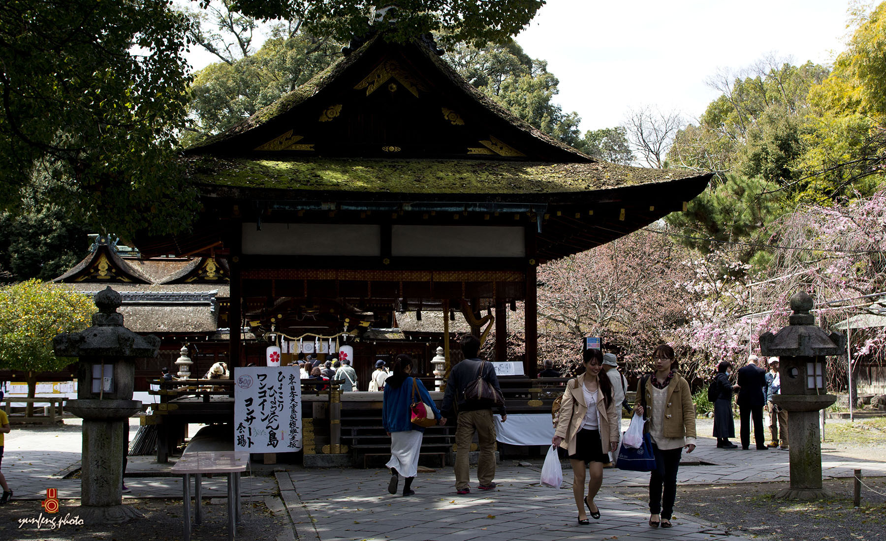 【在那樱花盛开的地方—平野神社摄影图片】京都风光摄影_云峰摄影