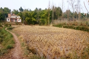 荒芜的田地