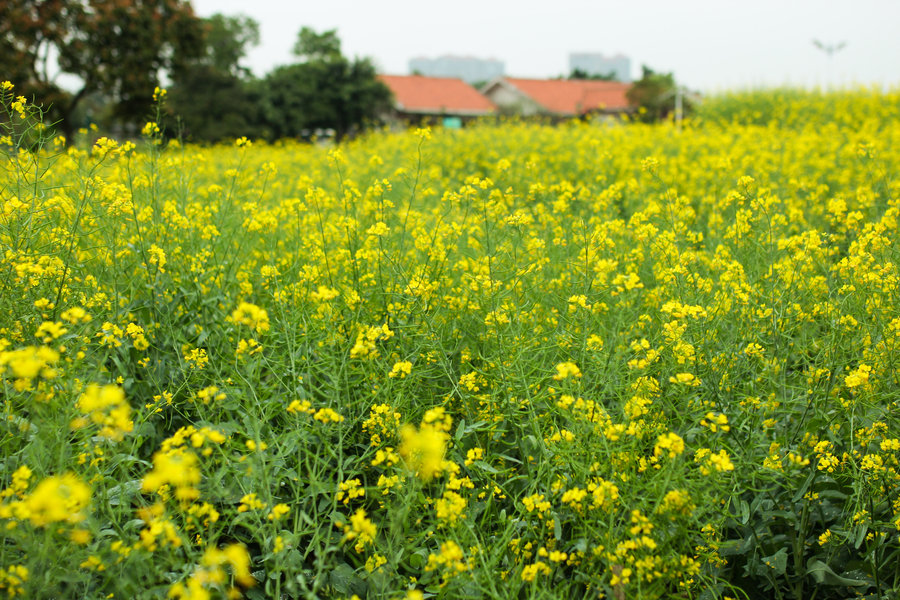 王官湿地公园油菜花图片