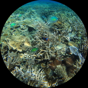 帕劳 海底世界
