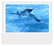 博斯布鲁斯的海鸥2