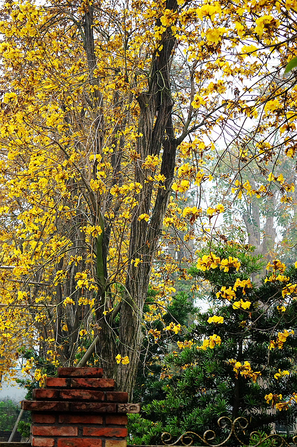黄花风铃木冬天的样子图片