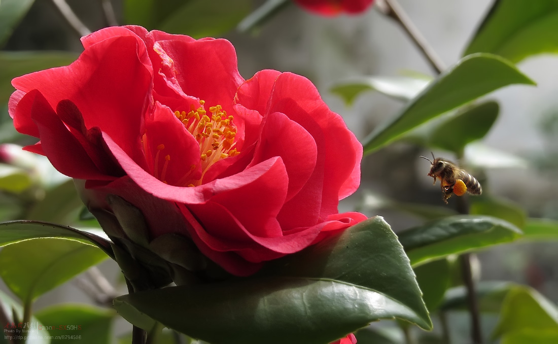 蜜蜂和红山茶