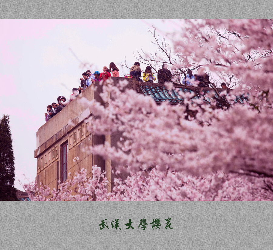 校园樱花摄影作品名图片