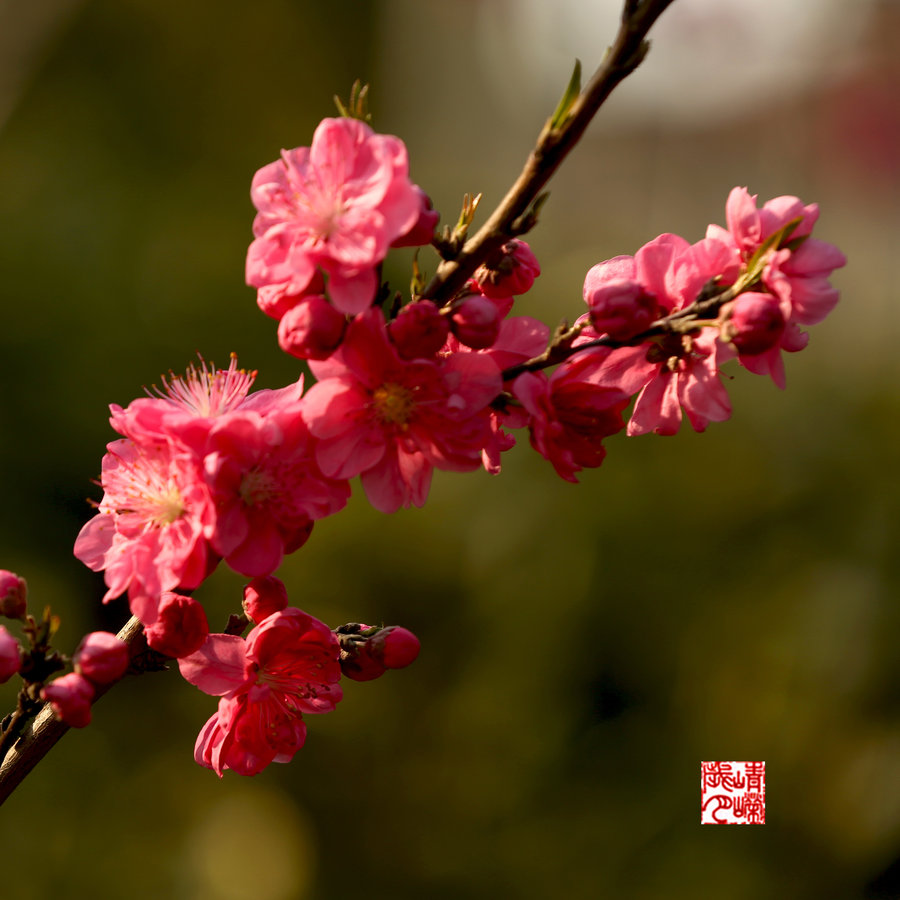 艳春桃花时