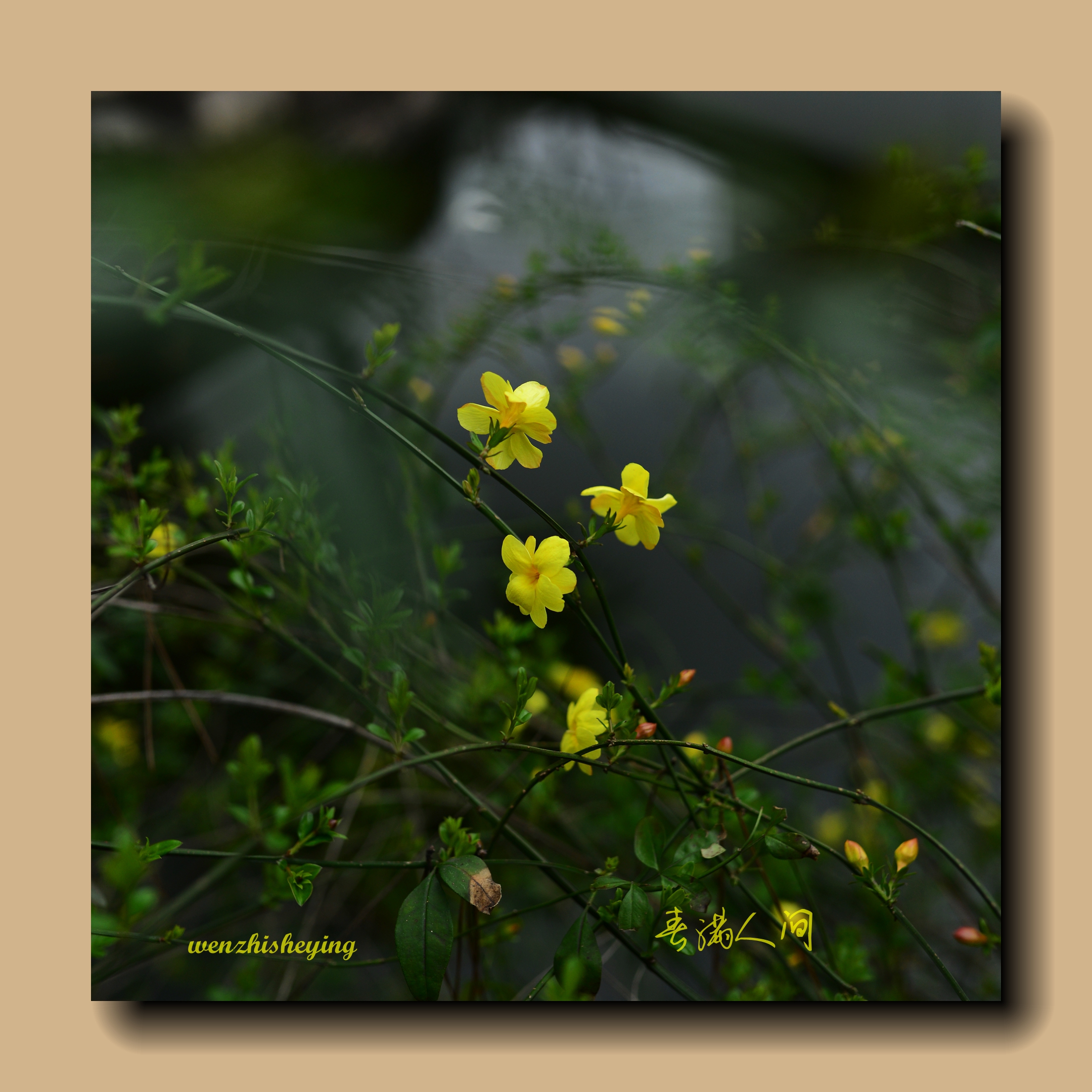 迎春花一組