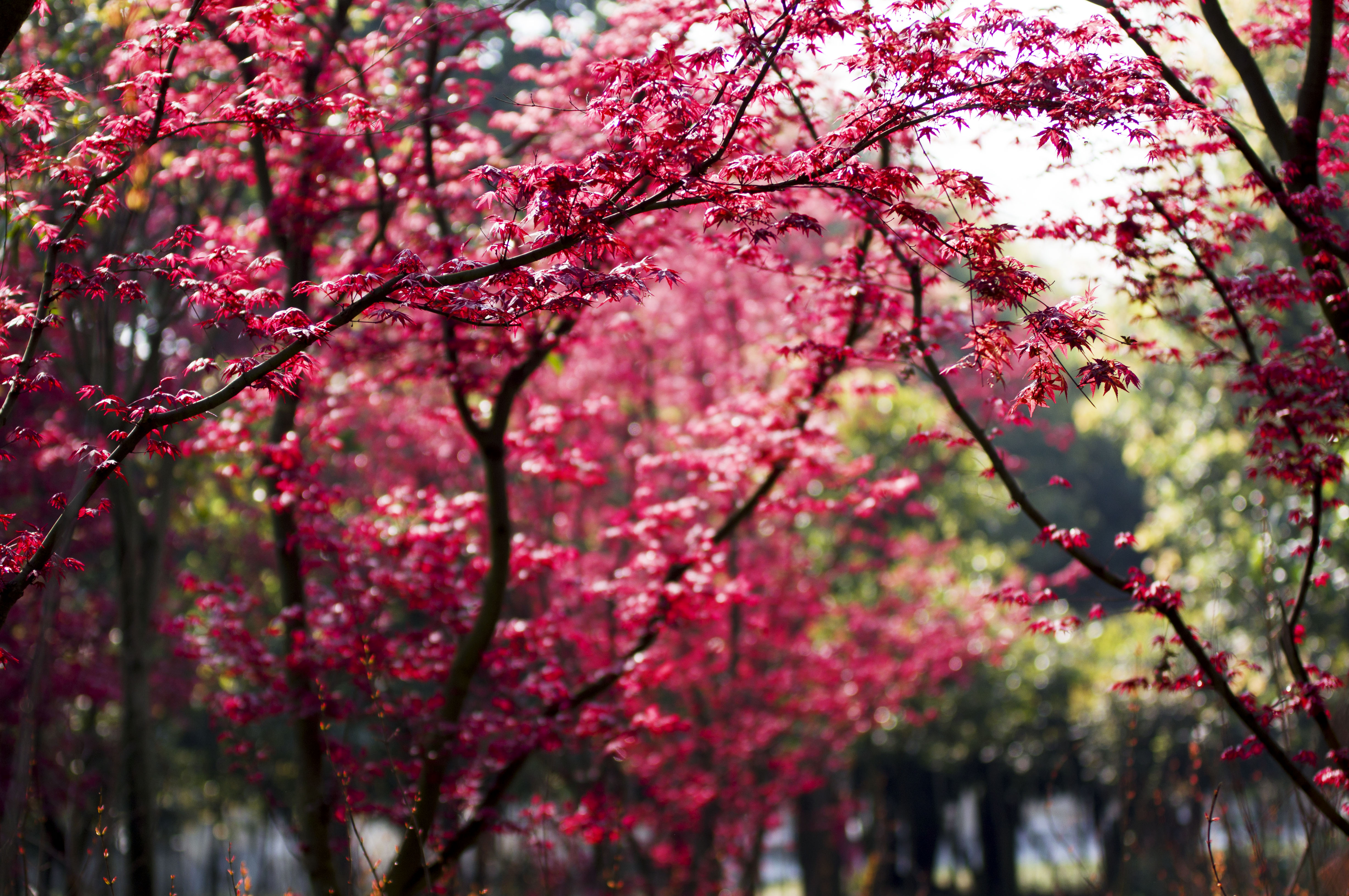 春天的红枫