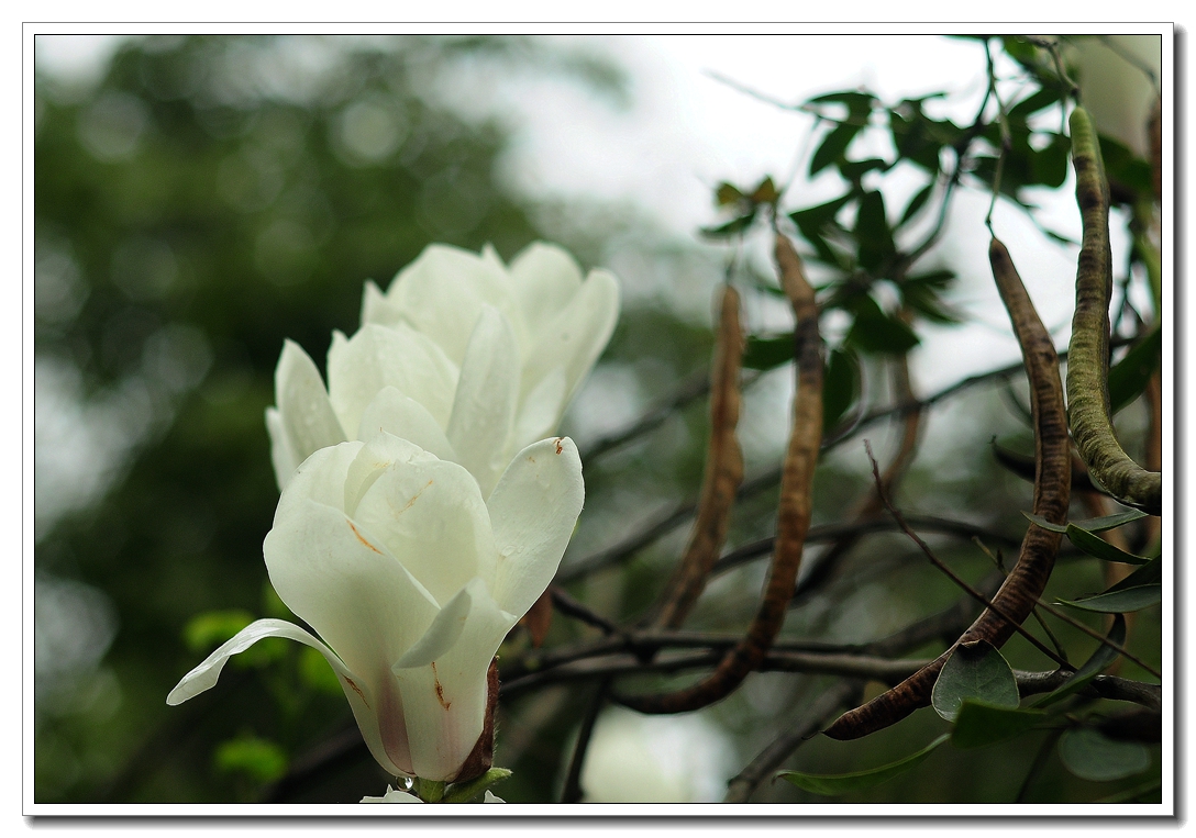 白色玉堂春花图片