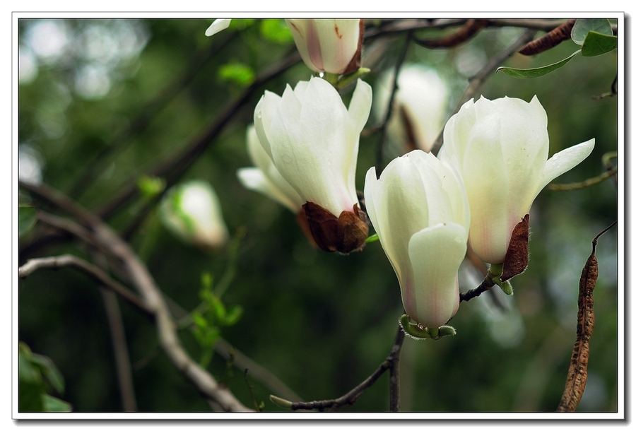 白色玉兰花的样子图片