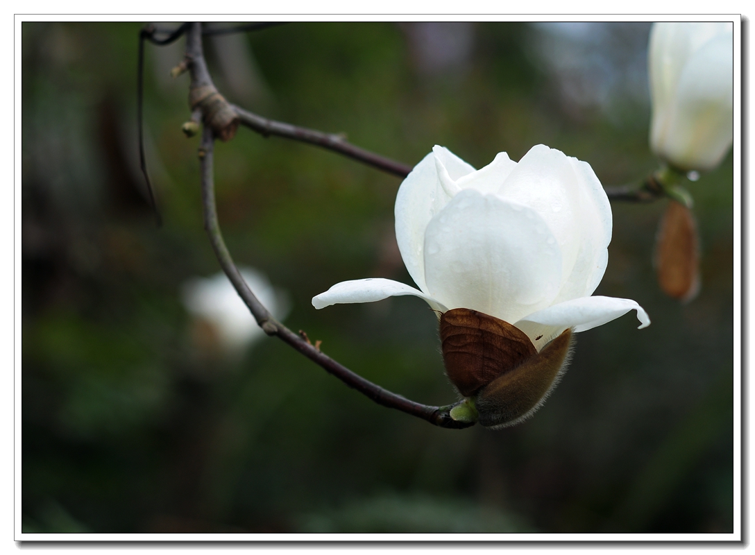 白色玉兰花的样子图片