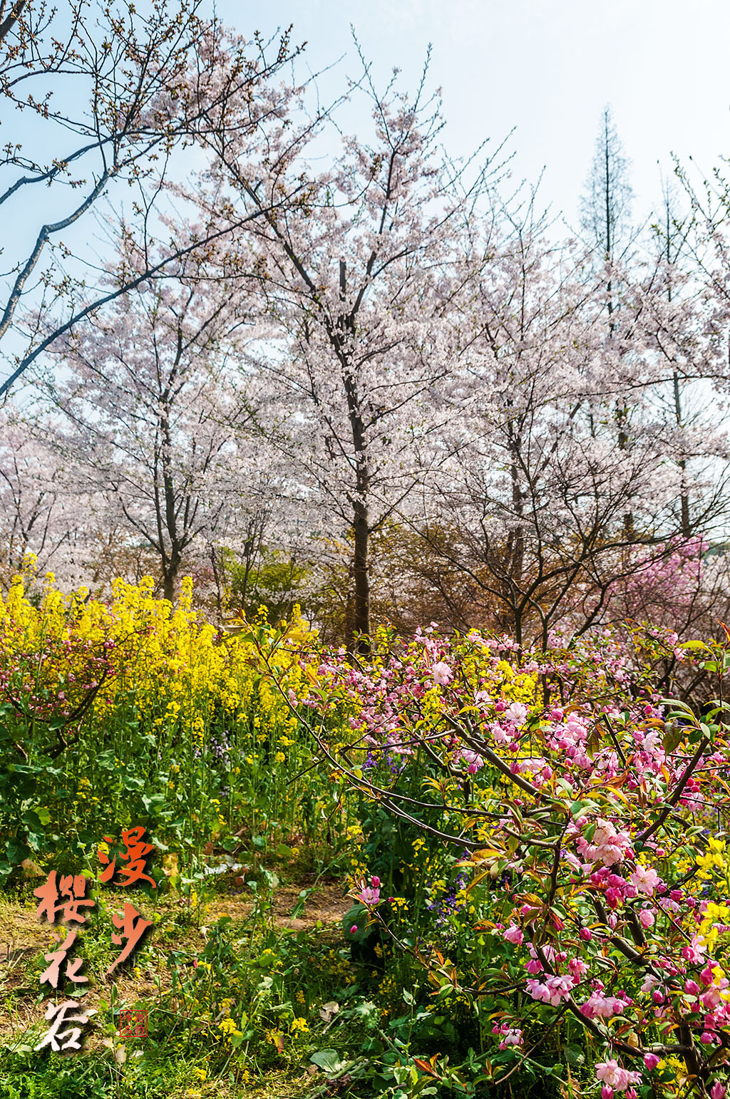 大冶北山头的野樱花谷图片