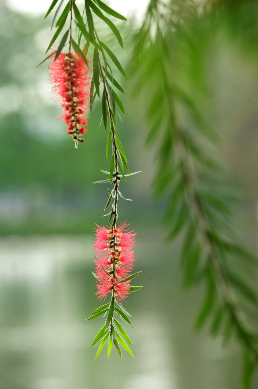 春風吹過花在飄