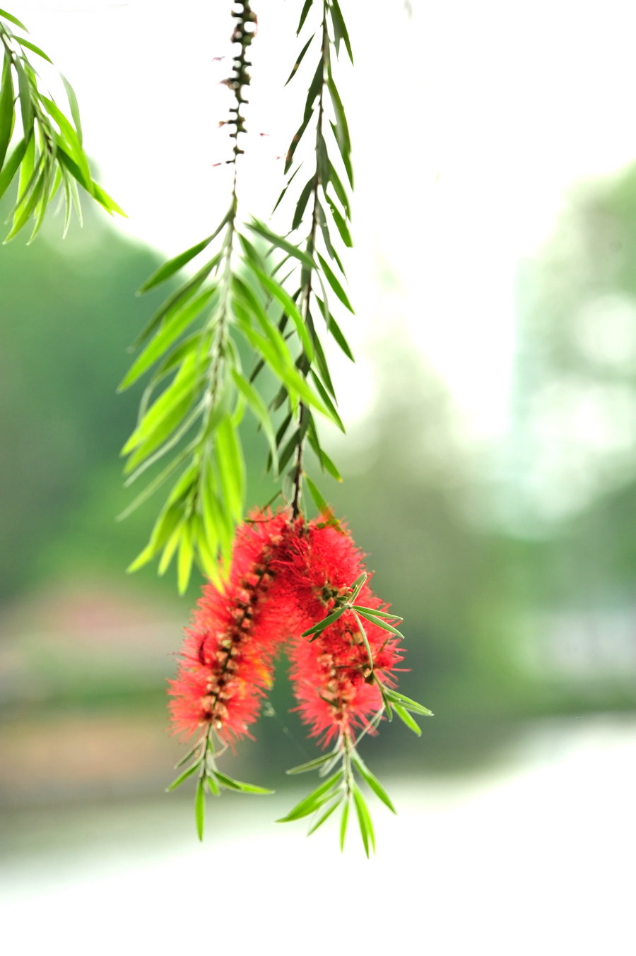 春風吹過花在飄