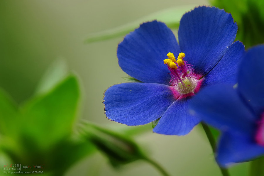 阳台上的野生花草(二)蓝花琉璃繁缕