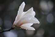 白色的玉兰花
