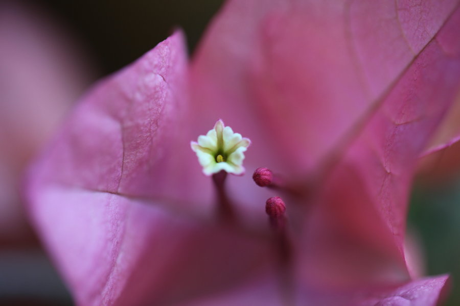 三角梅的花蕊图片图片