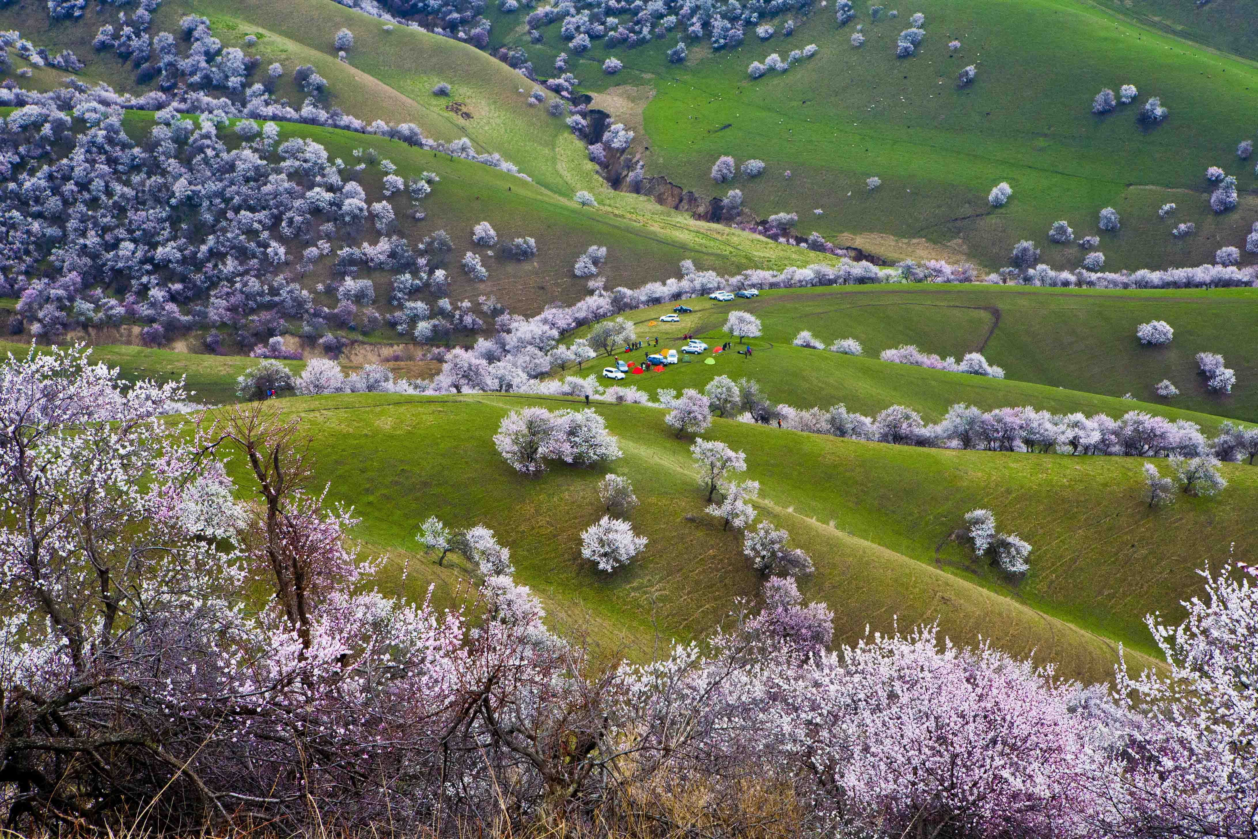 【天山的秘密】四月，新疆马背旅行，遇见最美杏花沟 - 知乎