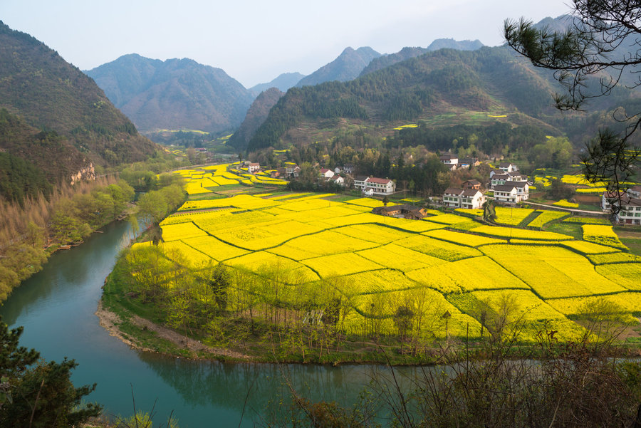 汉中油菜花图片城固县图片